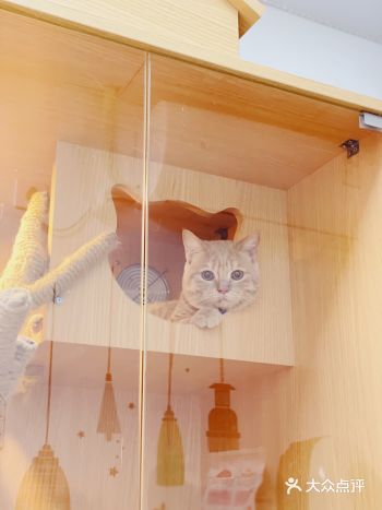 公猫绝育必看！新手赶紧马起来！