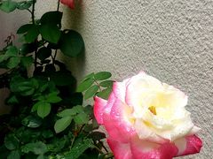 -九龙湾·御膳坊(九龙窠路店)