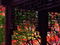 -秋霞圃