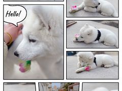 -翊宠yipet猫狗购宠庄园犬舍•猫舍