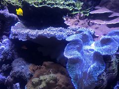 -西雅图水族馆