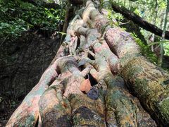 -七仙岭温泉国家森林公园