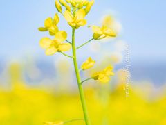 -光明小镇欢乐田园