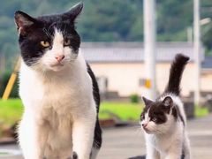-Bastet sally猫舍购宠(静安店)