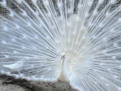 -栾川竹海野生动物园