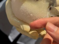 -肆月河豚·淮扬菜·湘菜(华天店)