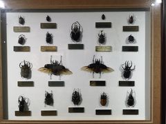 -上海昆虫博物馆