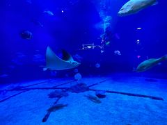-烟台海昌鲸鲨海洋公园
