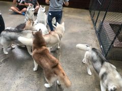 -TrueLove @ Neverland (Husky Cafe)