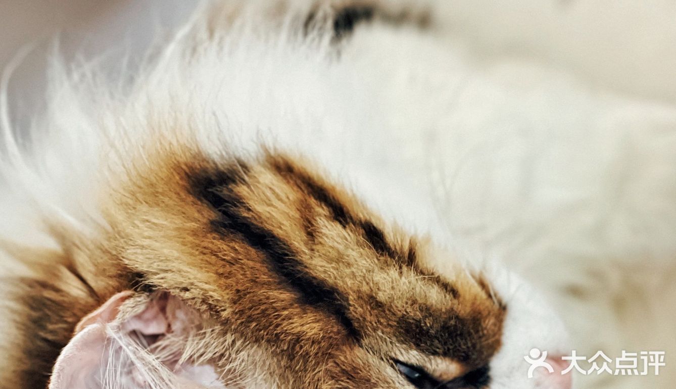 莎拉来啦｜网红戴家巷▪️来巷森撸猫呀🐱