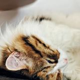 莎拉来啦｜网红戴家巷▪️来巷森撸猫呀🐱