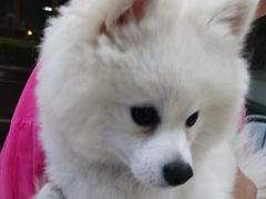 -萌兽医馆·宠物医院·猫骨科(创景店)