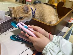 -藏猫猫咖啡主题馆(中央大道店)
