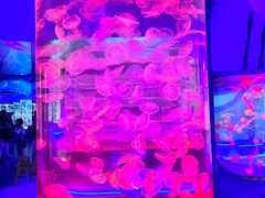-上海海昌海洋公园