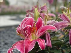 -海心沙亚运公园