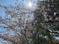-高东镇樱花园