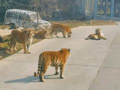 -西安秦岭野生动物园