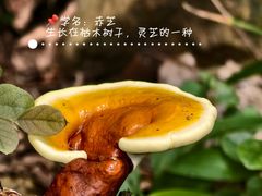 -青龙山国家森林公园