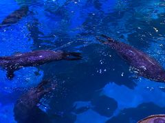 -海合安青岛极地海洋公园