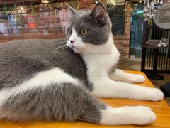 -蓝鲸·缅因猫舍