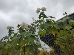 -中国移动南方基地