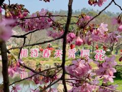 -武汉大学-樱园