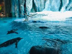 -帝企鹅自助餐厅•儿童岛•真企鹅(长隆企鹅酒店)