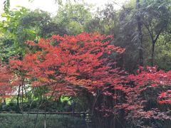 -百林公园-两江幸福广场