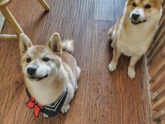 -豆柴町-柴犬主题狗咖(红鼎国际C座店)