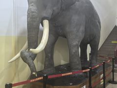 -国家自然博物馆