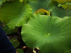 -荷塘月色湿地公园·向阳花洲