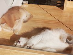 -PETKIT 小佩宠物·德文赛凯猫舍