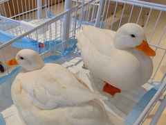 -怪兽屋·羊驼·猫咖·狗咖(俊华广场店)