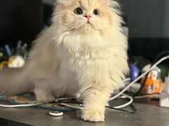 -lincat·猫舍(广州店)