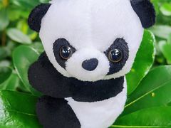 -成都大熊猫繁育研究基地