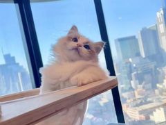 -客栈猫舍(中央北路店)