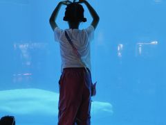 -海合安成都极地海洋公园