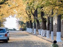 -八大关景区