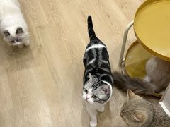 -有喵·猫咖·狗咖·30几只猫10只小狗(岗厦店)