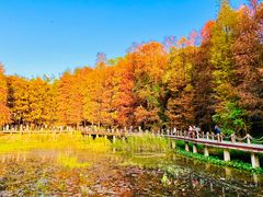 -深圳仙湖植物园