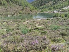 -稻城亚丁景区-冲古草甸