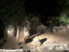 -清迈夜间动物园