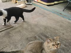 -喵屿·大理花园猫咖