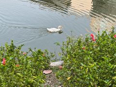 -深圳国际园林花卉博览园