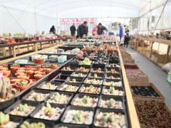 -龙大花卉苗木市场