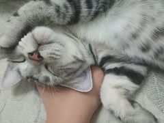 -lincat·猫舍(广州店)