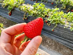 -田趣农庄草莓采摘园