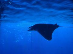 -迪拜水族馆及水下动物园
