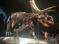 -墨尔本博物馆(Melbourne Museum)