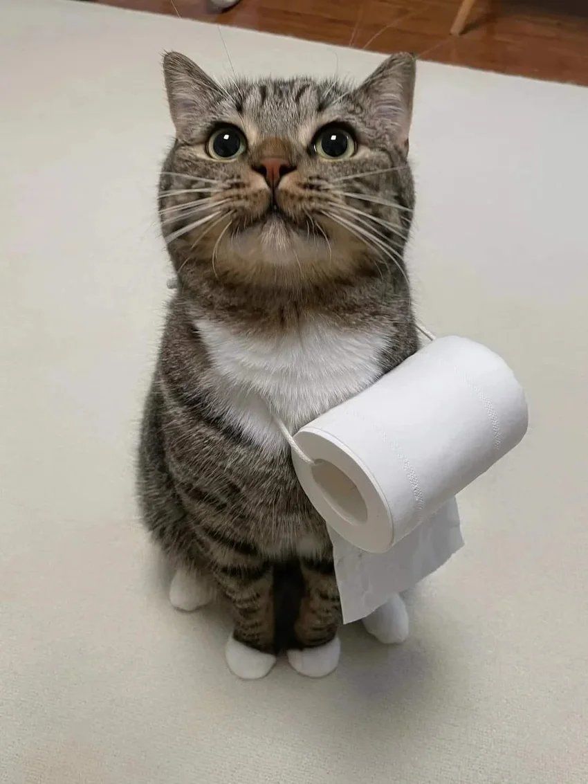 不爽脸猫咪,你在生气吗?